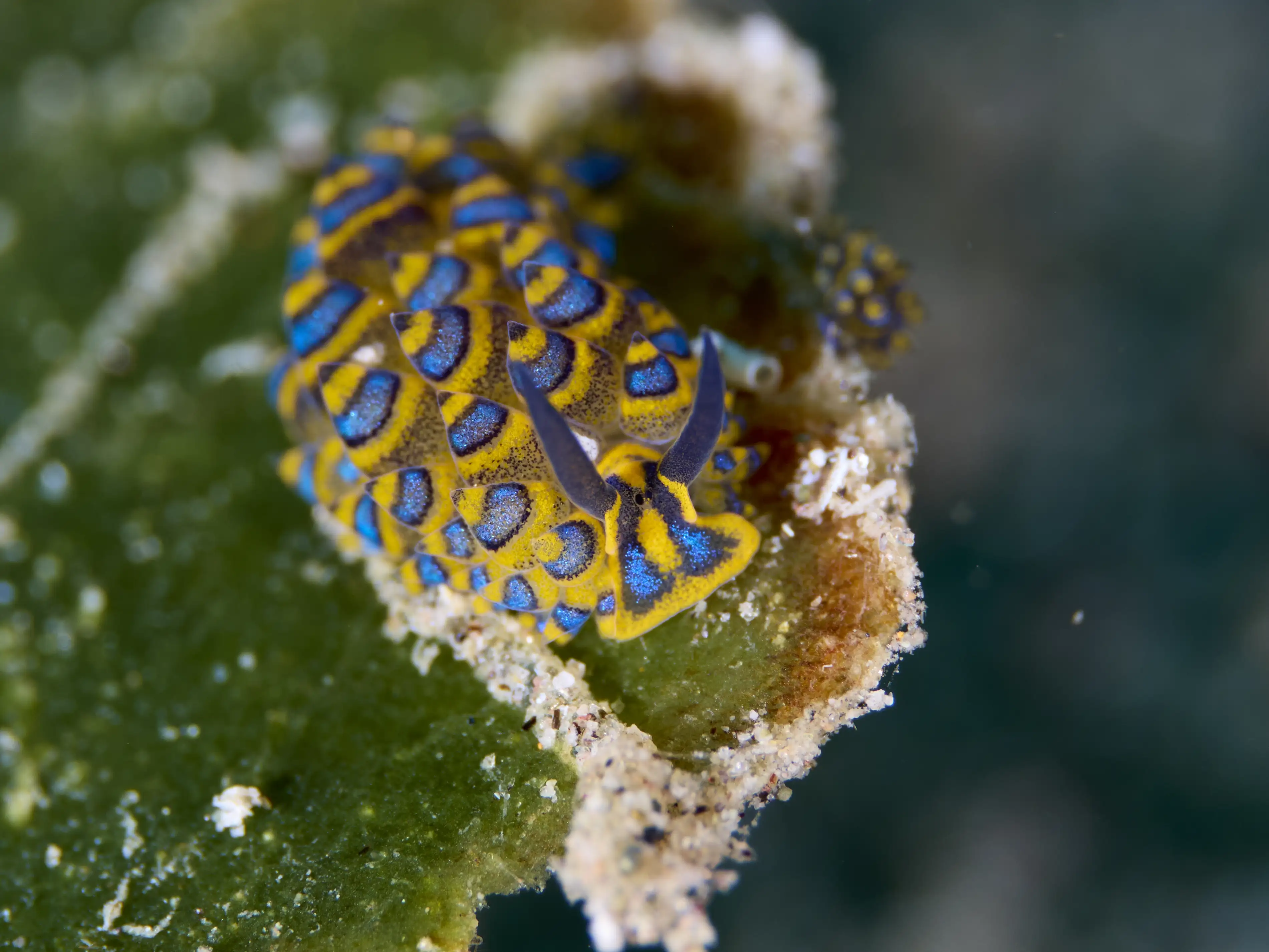 Stiliger ornatus (Bob Marley sea slug) - La Tortue muck site - 14m
